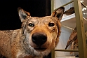 Museo Di Scienze Naturali - Animali 71